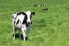 2813240-black-and-white-cow-in-a-green-meadow-close-up-farming-agricultural-theme